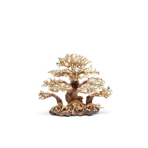 UNS Bonsai 004