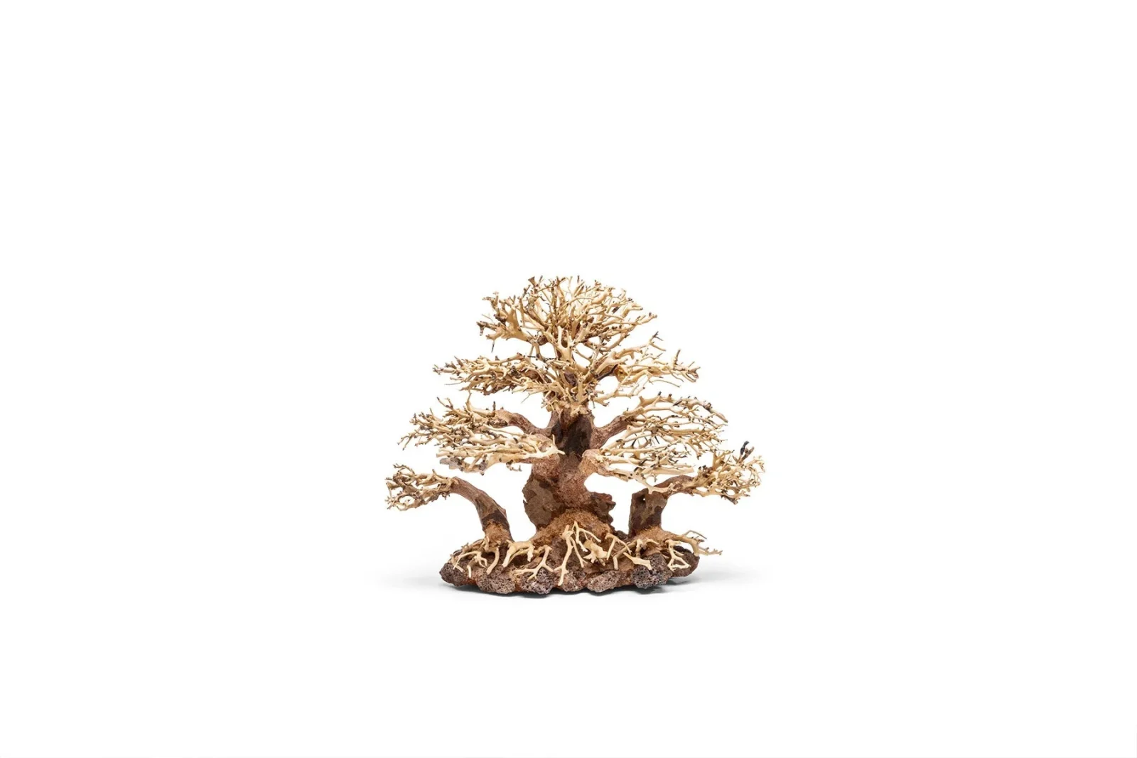 UNS Bonsai 004