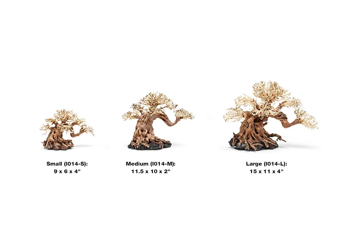 UNS Bonsai 014 - Image 2