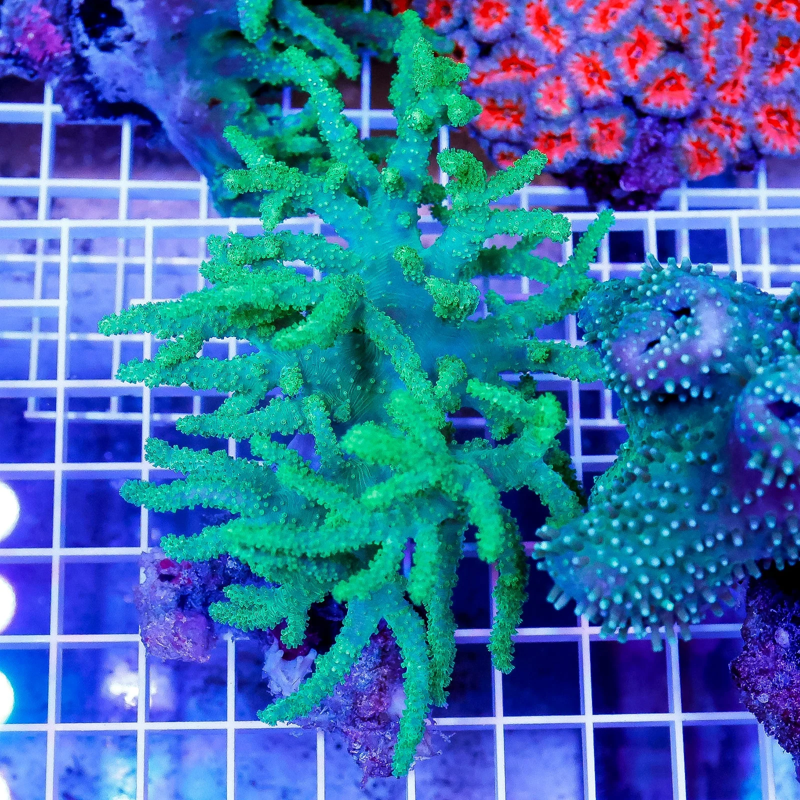 Green Spaghetti Finger Leather Coral 4.5" WYSIWYG