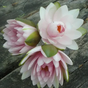 Assorted Hardy Water Lily Pack