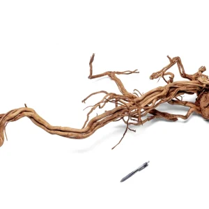 Ancient Wood Showpiece (AW04)