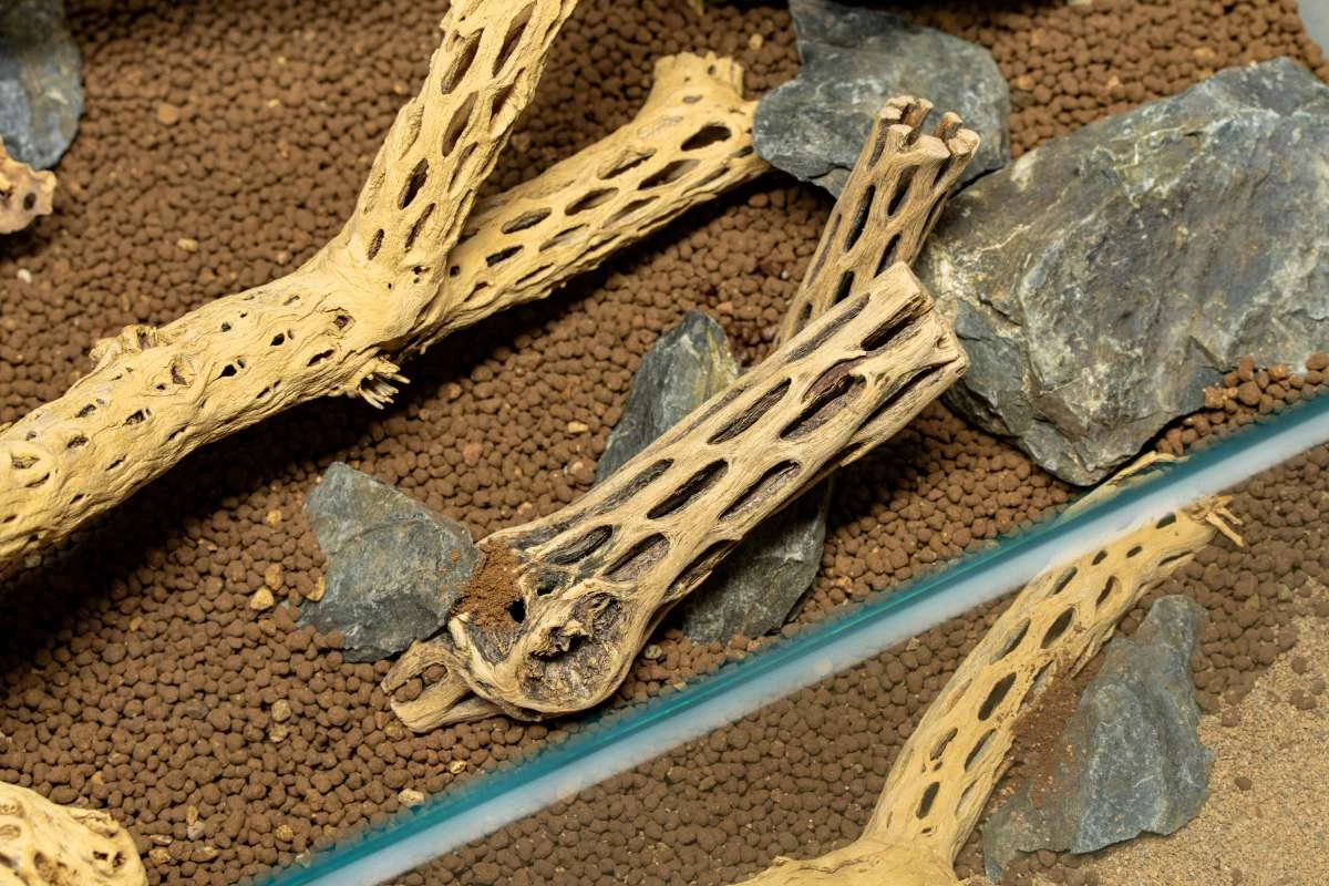 Cholla Driftwood Sticks - Image 2