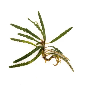 Fenestratarum Mulyadii