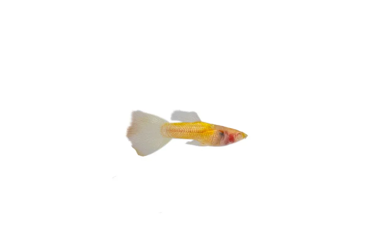 Glass Belly Albino Yellow Tuxedo Guppies - Image 2