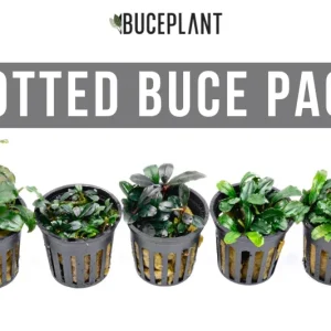 Team Buce Plant Potted Starter Pack