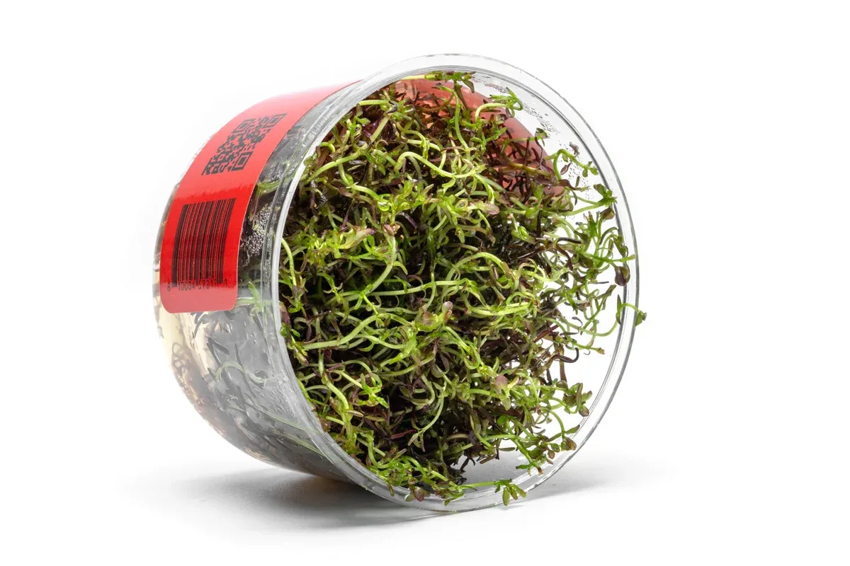 Rotala Macrandra Mini Red UNS Tissue Culture - Image 2