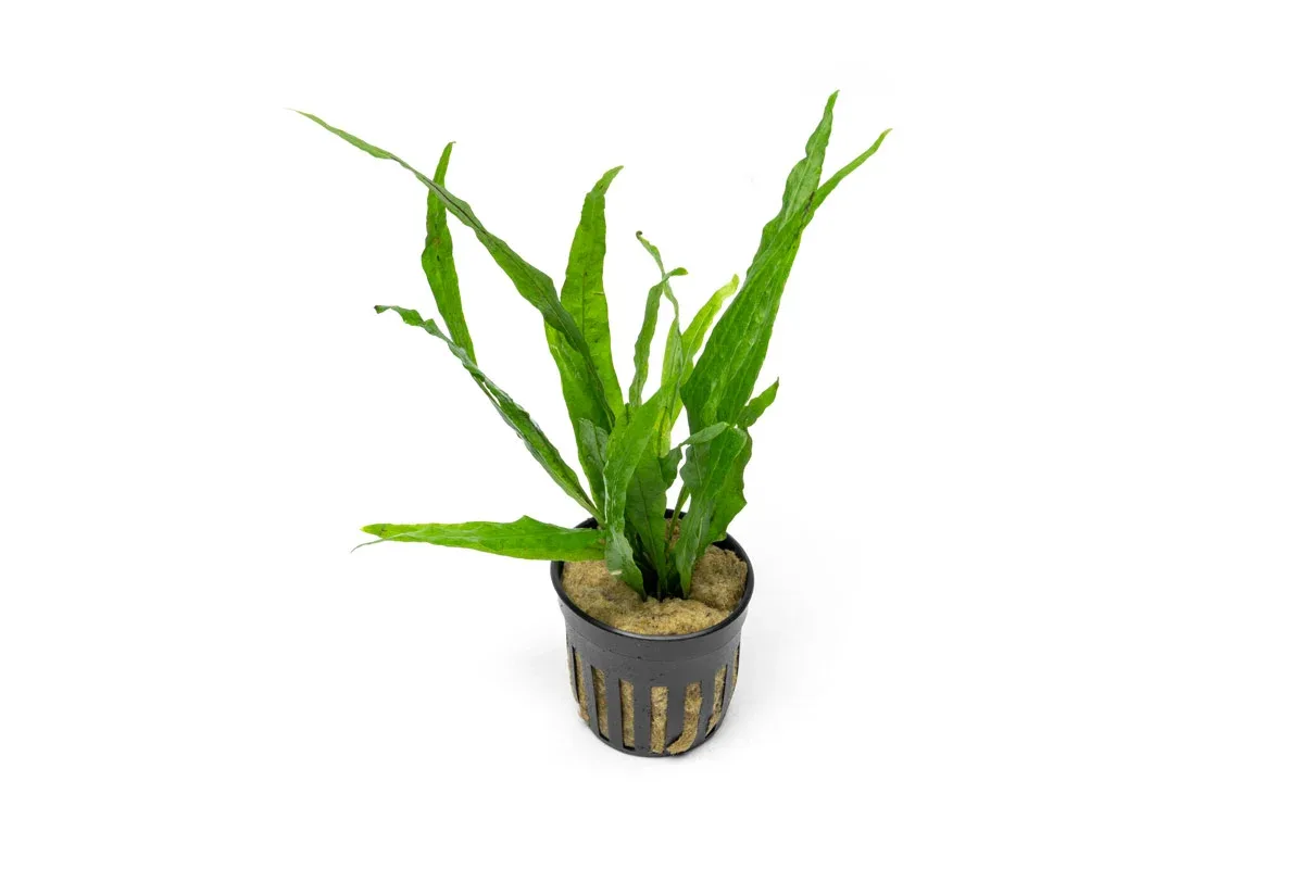 Java Fern Narrow