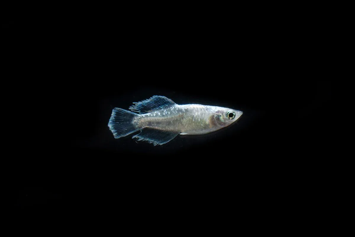 White Galaxy Long Fin Medaka Rice Fish - Image 2
