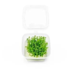 Pogostemon Erectus Tissue Culture - Small Cup