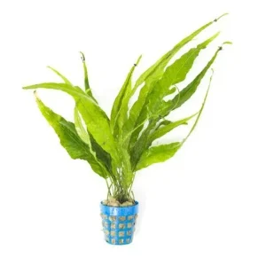 Java Fern Kiat