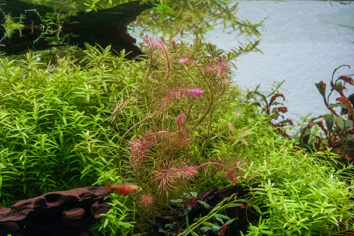 Rotala Wallichii - Image 2