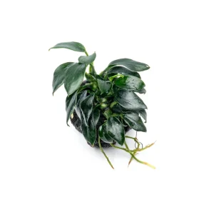 Anubias Nana Pangolino on Lava Stone