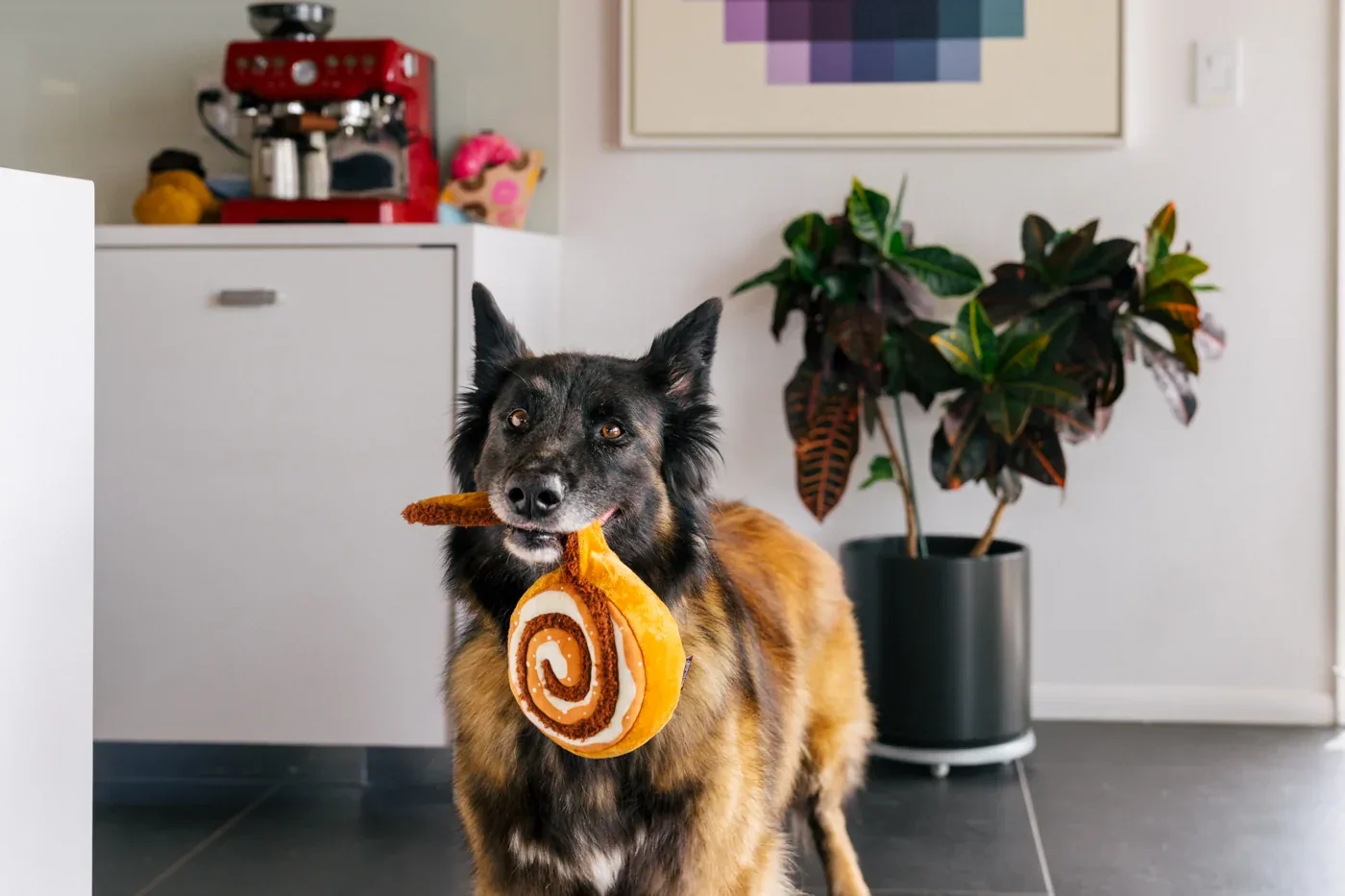 Pup Cup Cafe Cinna-bone - Image 2