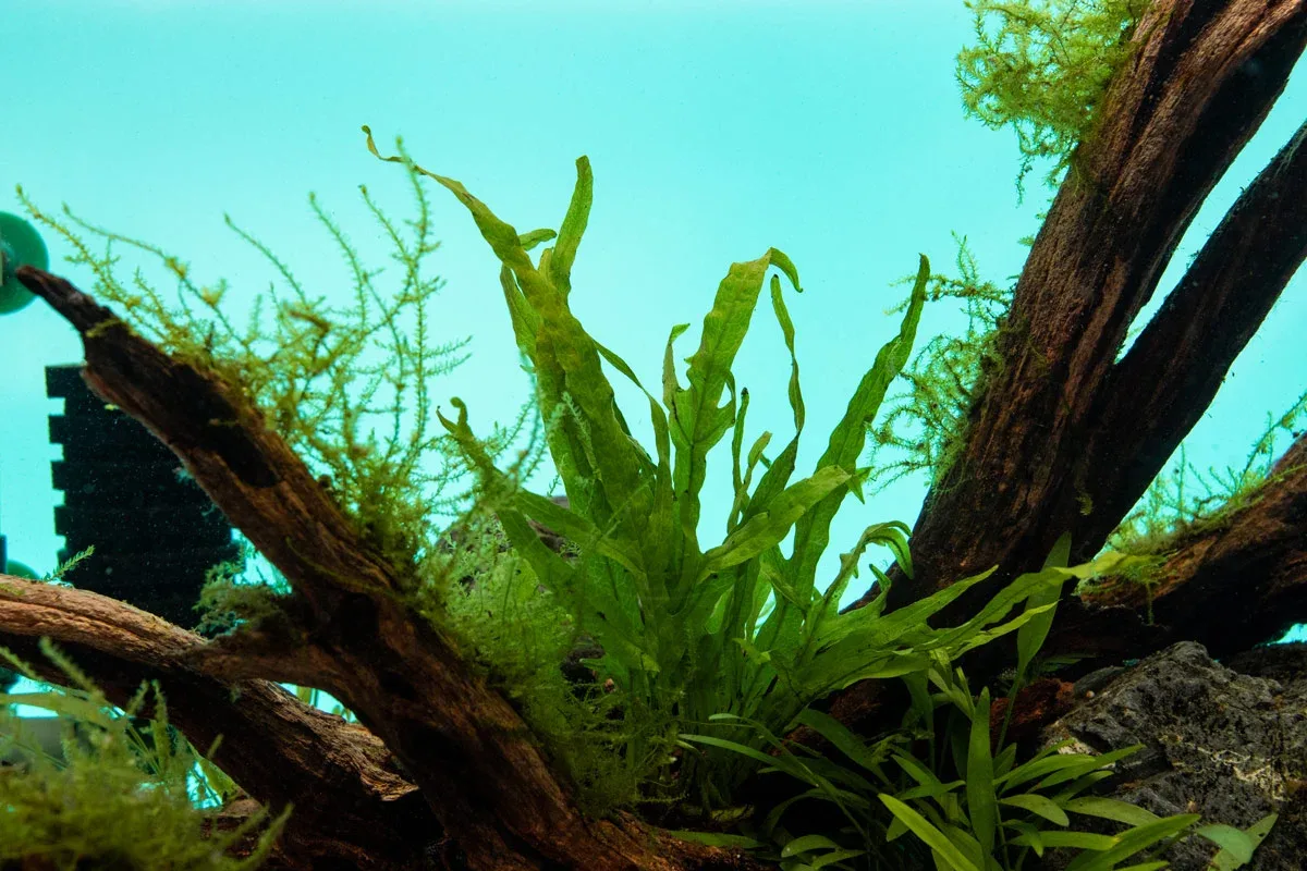 Java Fern Trident - Image 2