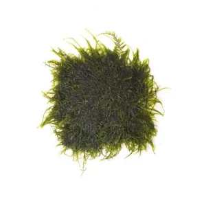 Peacock Moss on Stainless Steel