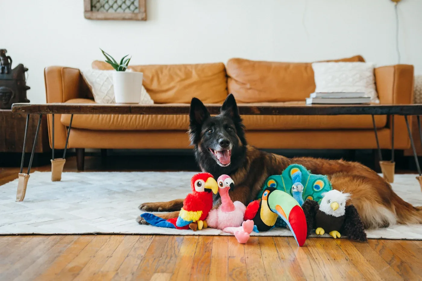 Fetching Flock Collection - Image 2