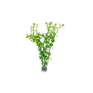 Rotala Macrandra Green
