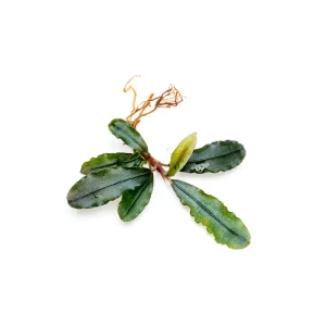 Bucephalandra Dark Velvet