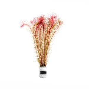 Rotala Wallichii