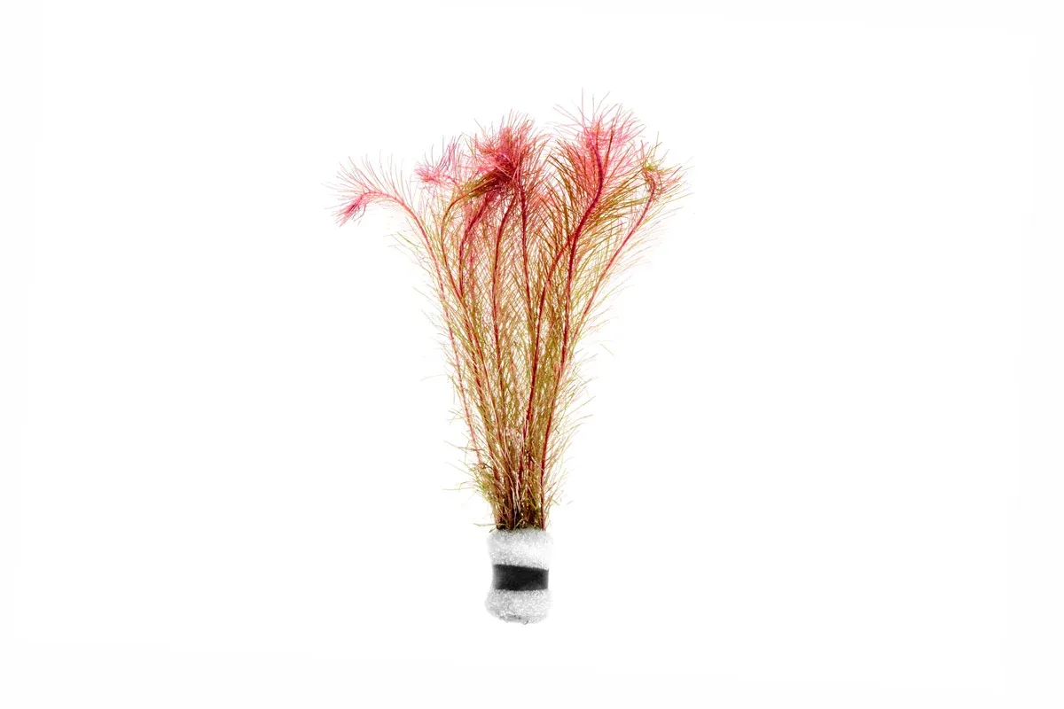 Rotala Wallichii