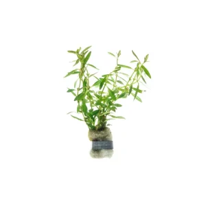 Rotala Florida Sunset