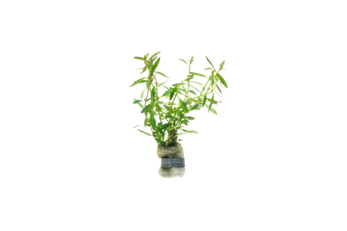 Rotala Florida Sunset