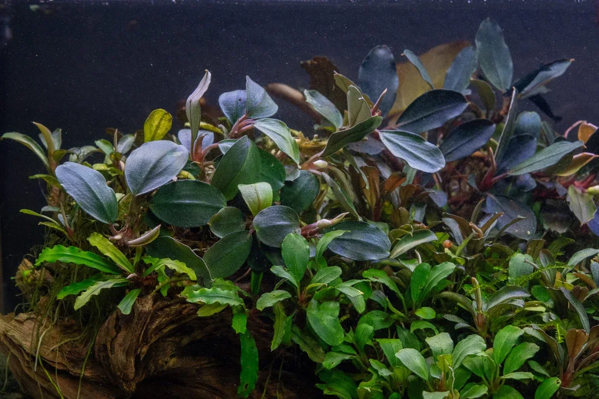 Bucephalandra Fairy Sparkle - Image 2