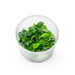 Schismatoglottis Prietoi UNS Tissue Culture