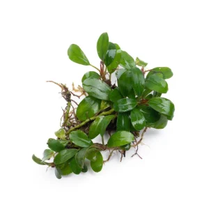 Bucephalandra Kir Royale