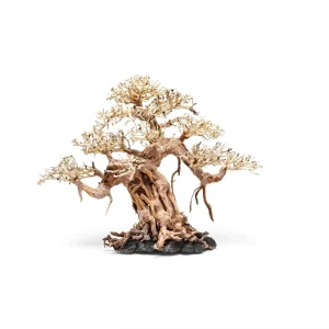 UNS Bonsai 015