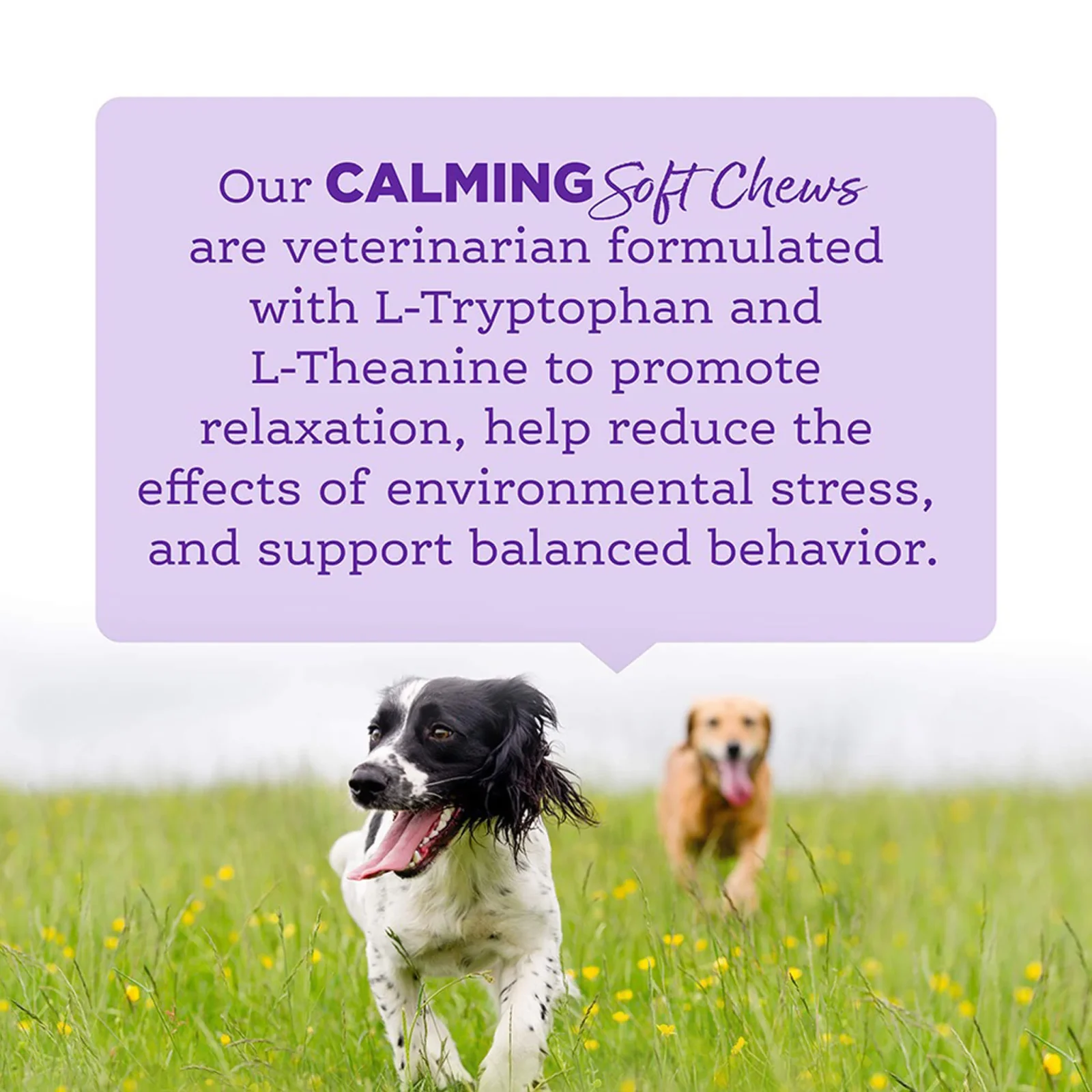 NutriSource Amplifull Calming Soft Chews for Dogs - Image 2