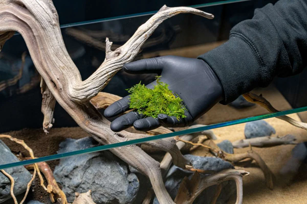 Mini Christmas Moss - Image 2