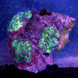 Lavender Mushroom Coral 2.75" WYSIWYG