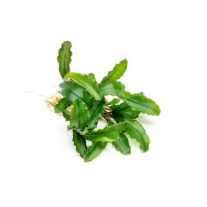 Bucephalandra Maestro Blue