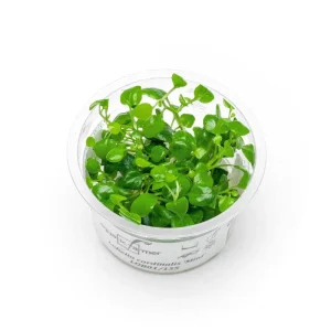 Lobelia Cardinalis Mini Aquatic Farmer Tissue Culture