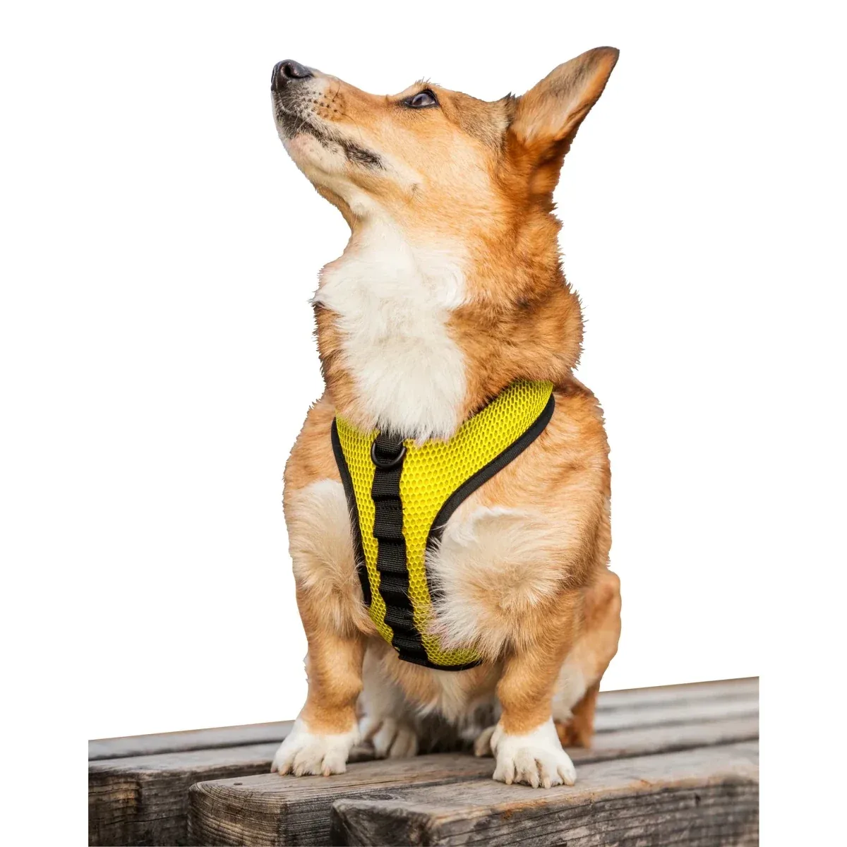 K9 Sport Dog Harness - Image 2