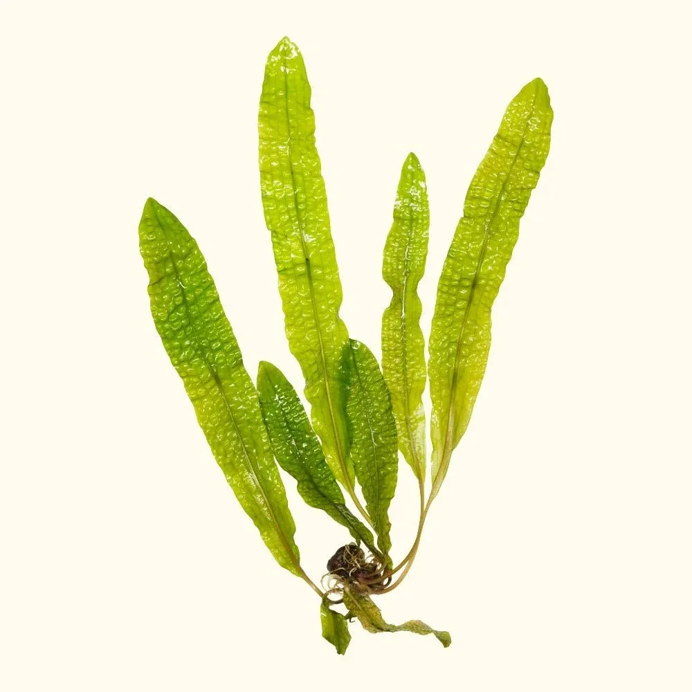 Aponogeton Boivinianus