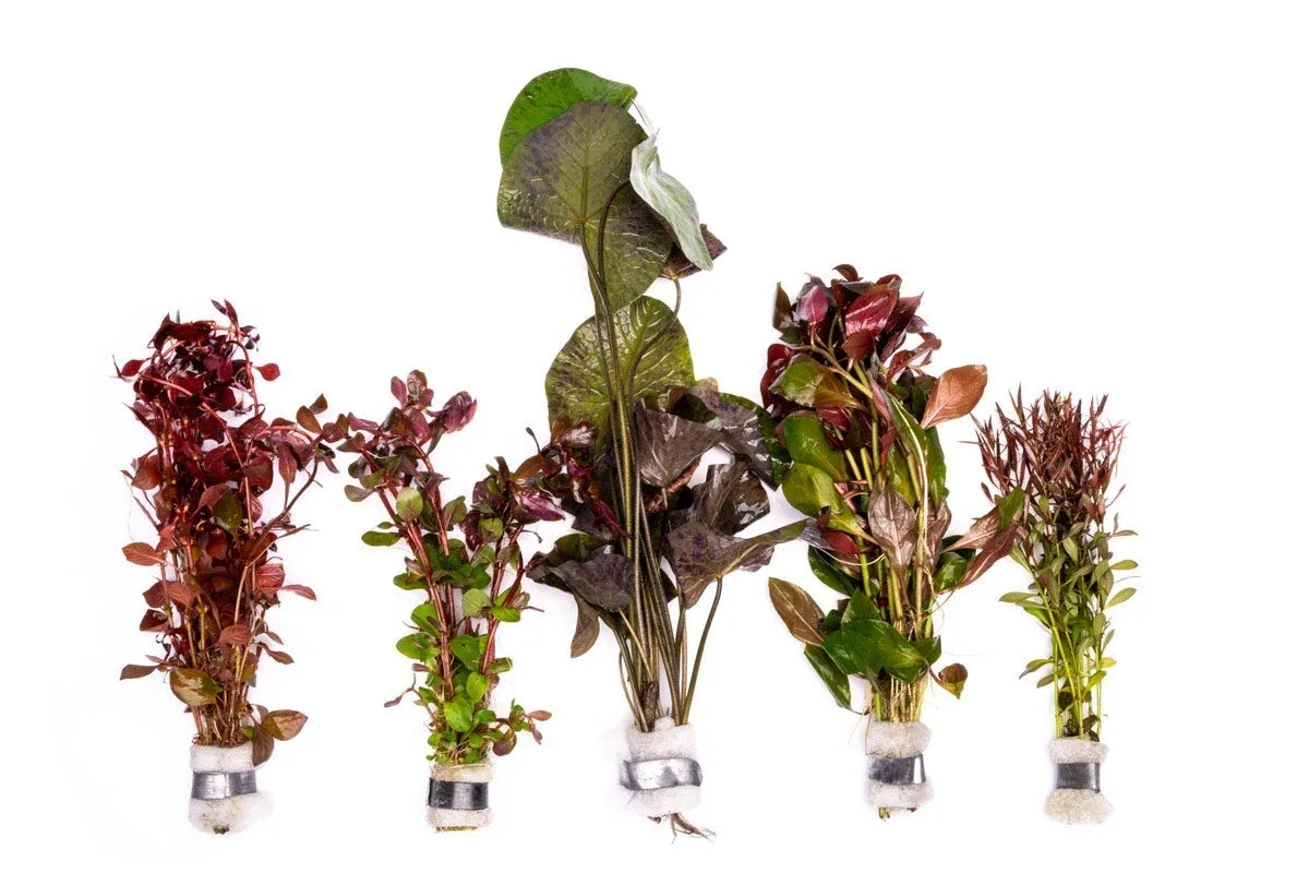 Red Stem Plant Pack - Image 2