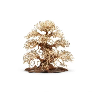 UNS Bonsai 002