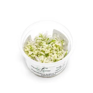 Pogostemon Helferi Platinum Aquatic Farmer Tissue Culture