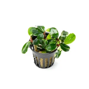 Bucephalandra White Jadite
