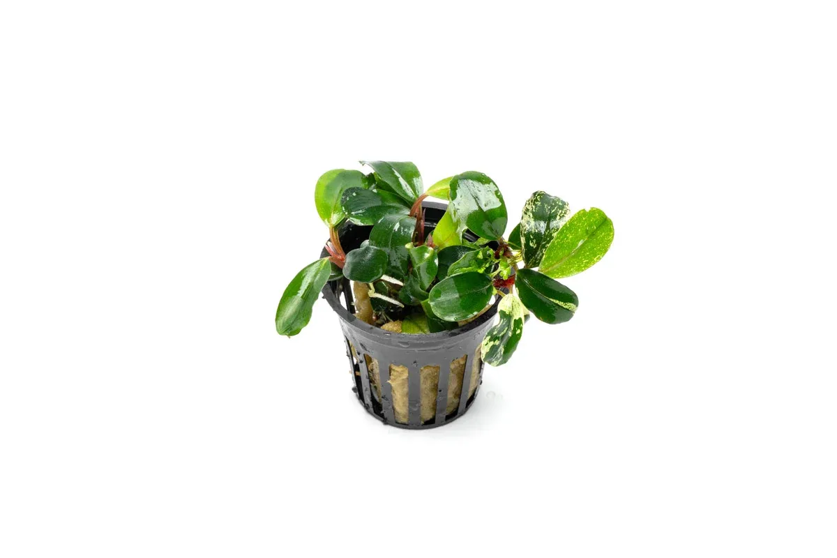Bucephalandra White Jadite