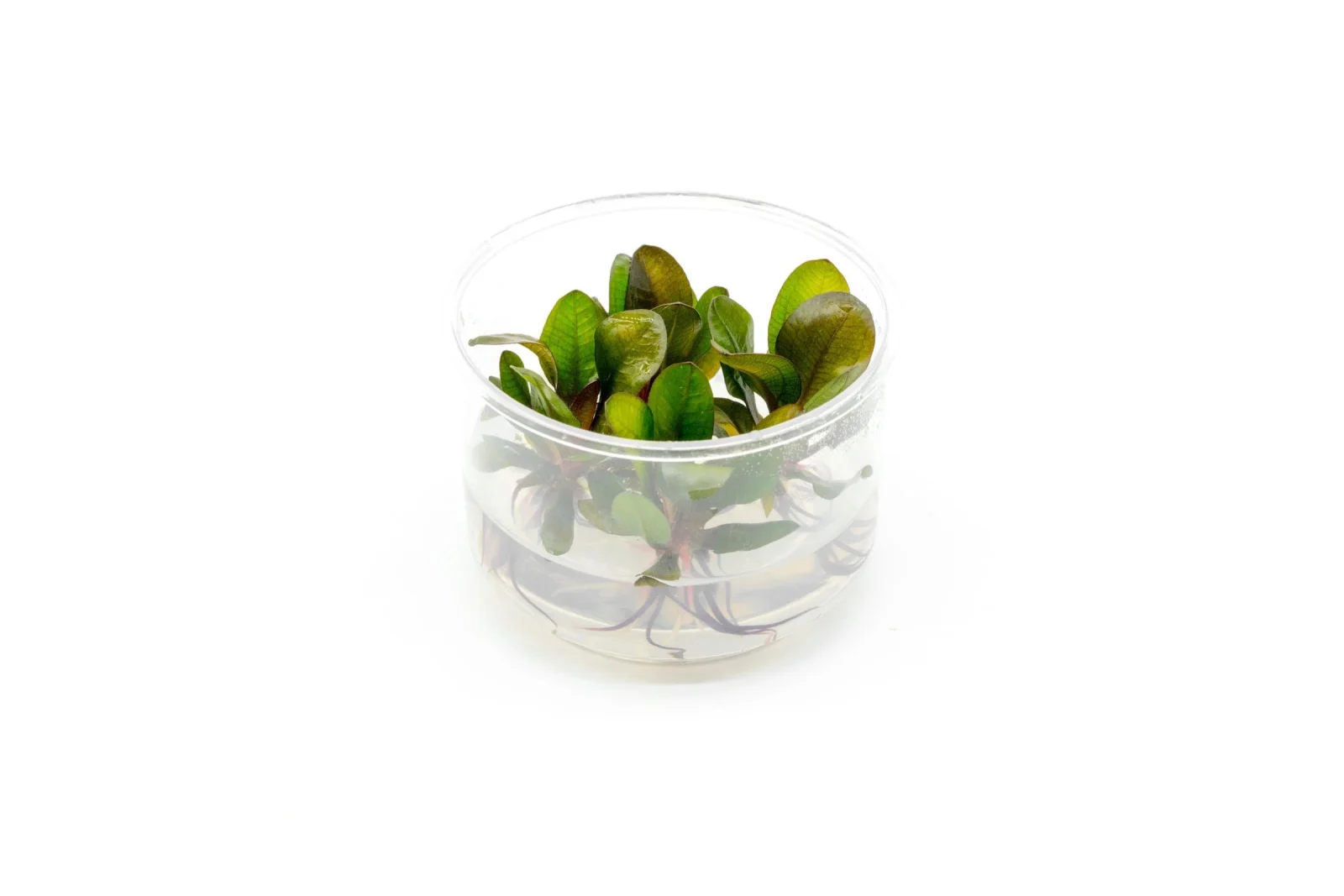 Echinodorus Small Bear Tissue Culture - Image 2