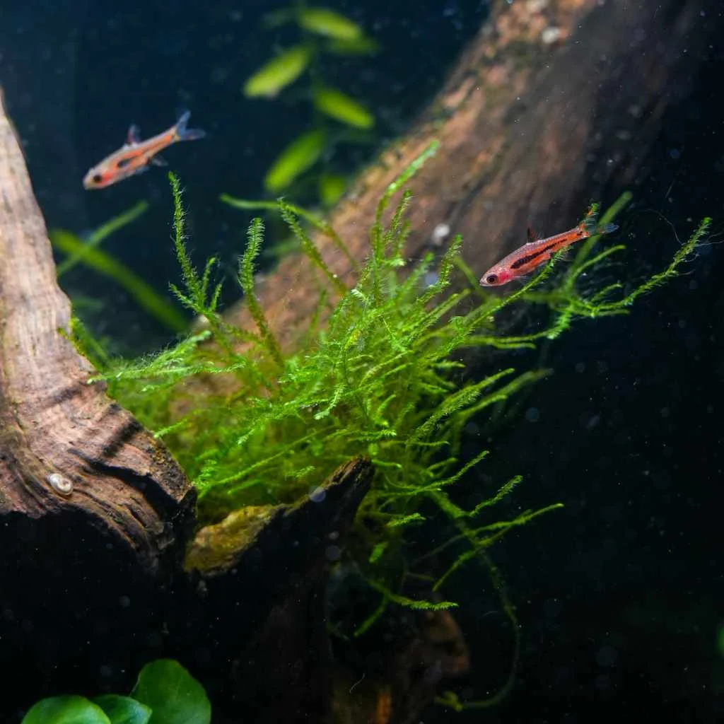 Java Moss Mat - Image 2