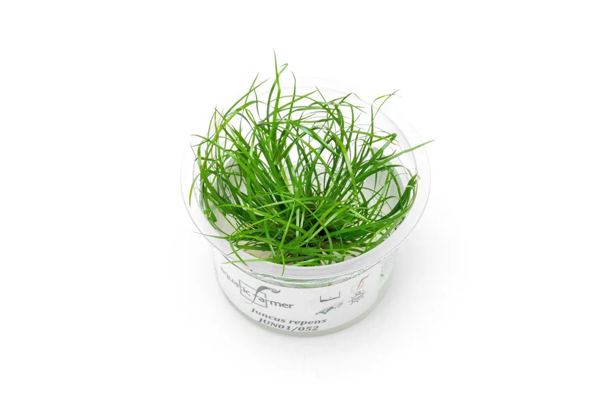 Juncus Repens Aquatic Farmer Tissue Culture