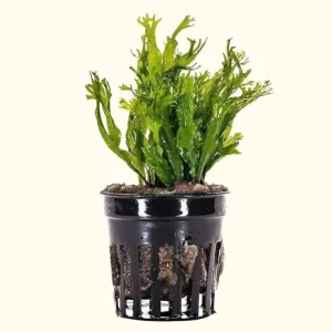 "Windelov" Java Fern