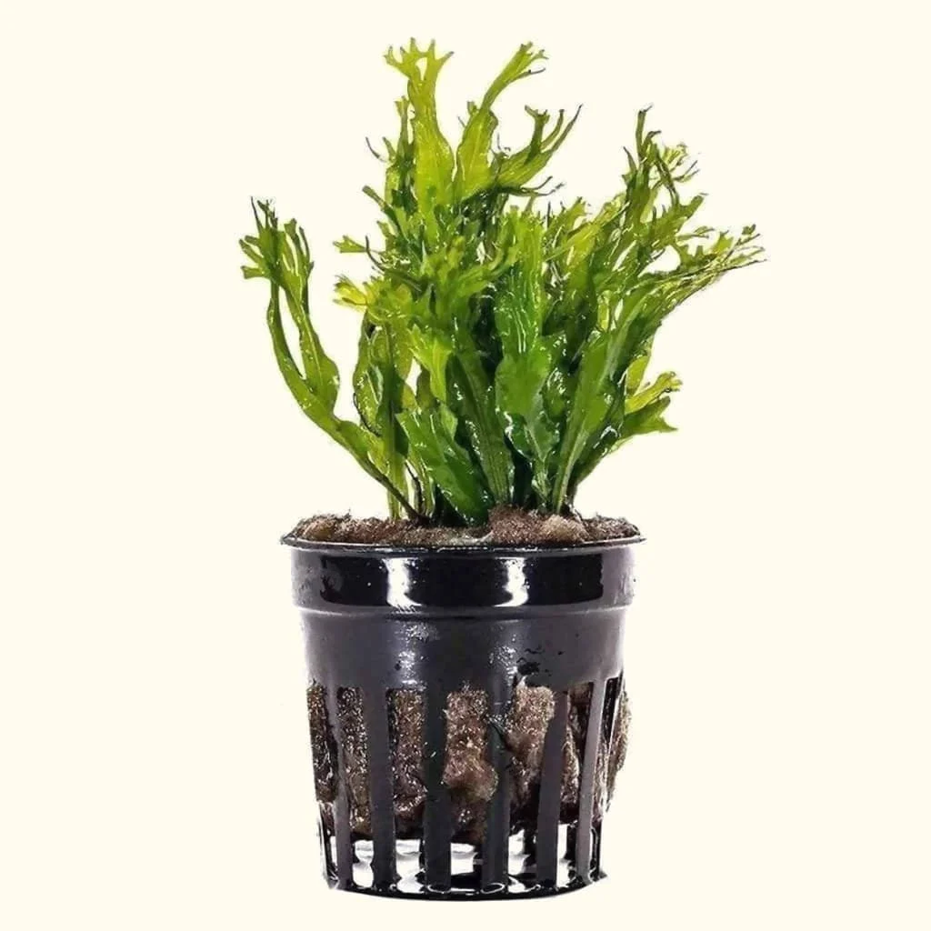"Windelov" Java Fern