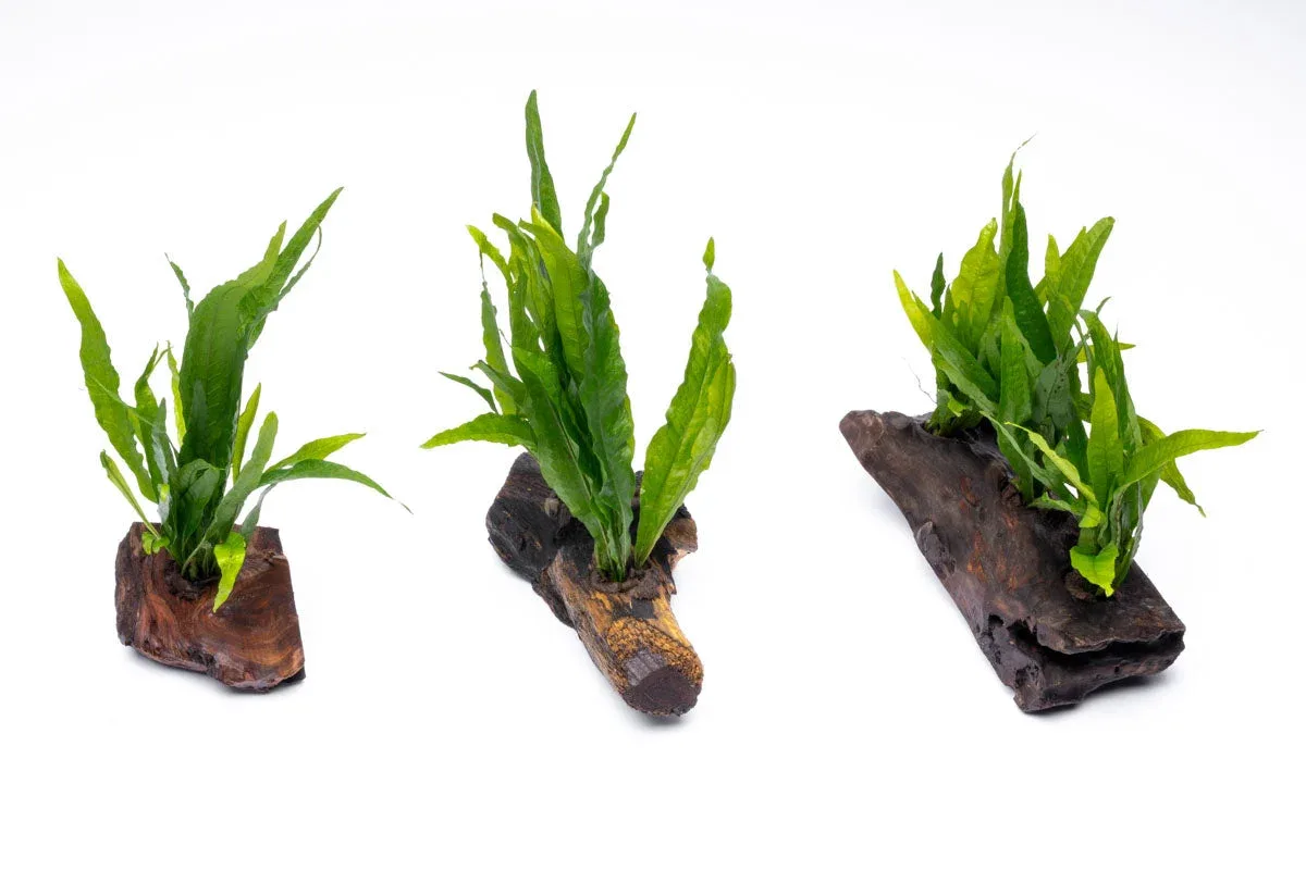 Java Fern on Driftwood