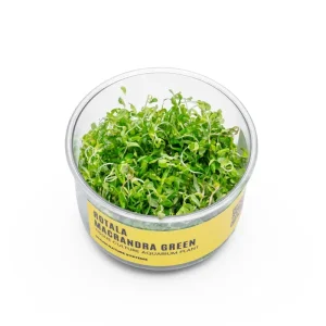 Rotala Macrandra 'Green' UNS Tissue Culture